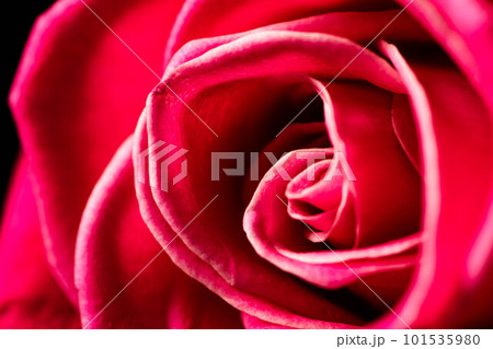 Red roses flowers. 101535980