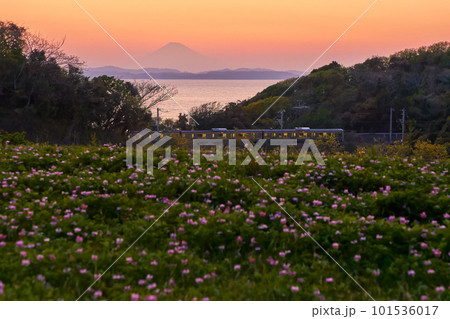 富士山とJR内房線とレンゲ畑　やながわ米の里 101536017