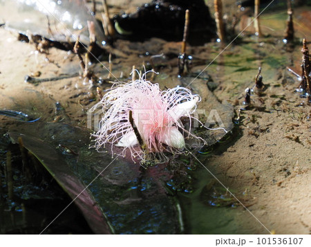 一夜限りの寿命を終えて水面に落ちたサガリバナ。 101536107