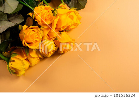 Beautiful yellow roses. 101536224