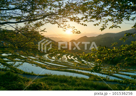 朝日に輝くの水鏡の大山千枚田　大山千枚田 鴨川市 101536256