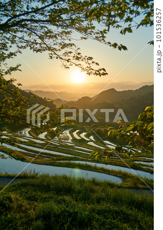 朝日に輝くの水鏡の大山千枚田 大山千枚田 鴨川市 朝日に輝くの水鏡の大山千枚田 大山千枚田 鴨川市 101536257