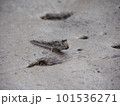 マングローブ林の干潟を歩く魚、ミナミトビハゼ。 101536271