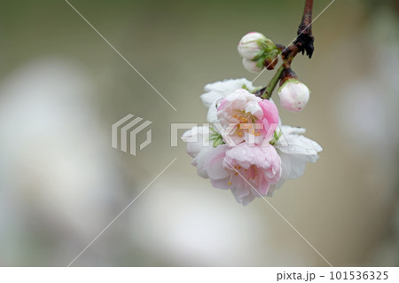 源平花桃の花 源平花桃の花 101536325
