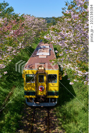 八重桜と菜の花列車　いすみ鉄道　城見が丘駅付近 101536384