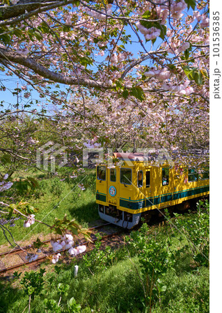 八重桜と菜の花列車 いすみ鉄道 城見が丘駅付近 八重桜と菜の花列車 いすみ鉄道 城見が丘駅付近 101536385