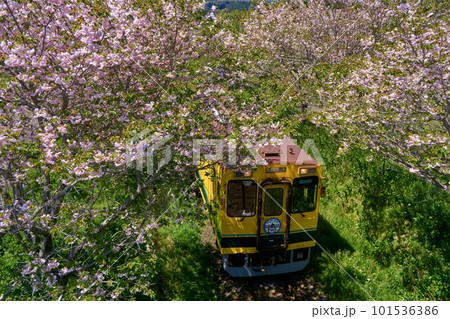 八重桜と菜の花列車　いすみ鉄道　城見が丘駅付近 101536386