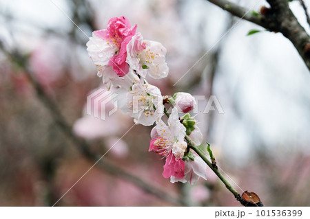 源平花桃の花 101536399