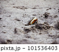 ヤエヤマシオマネキ。マングローブ林の干潟に現れる鋏脚が片方だけ大きいカニ。 101536403