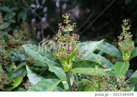 アオキの花 101536409