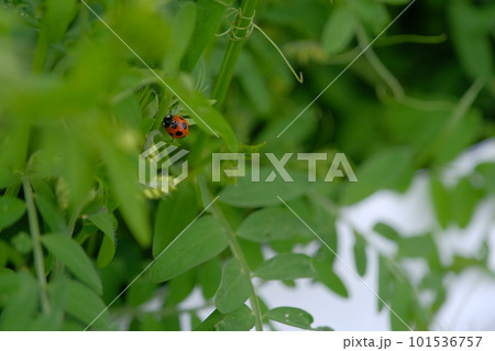 てんとう虫 てんとう虫 101536757