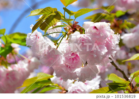 八重桜　平野撫子　大阪造幣局にて 101536819