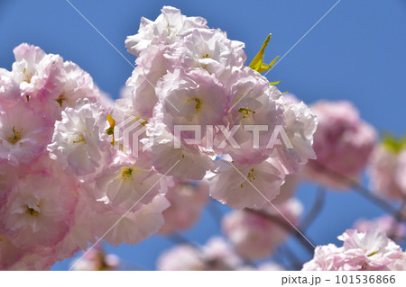八重桜　松月　大阪造幣局にて 101536866
