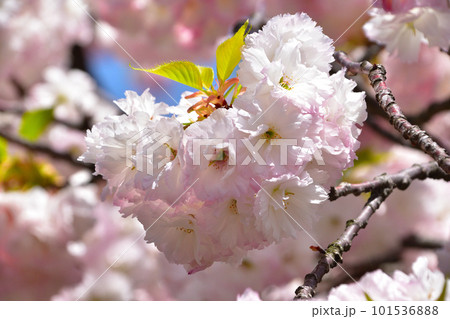 八重桜 松月 大阪造幣局にて 八重桜 松月 大阪造幣局にて 101536888