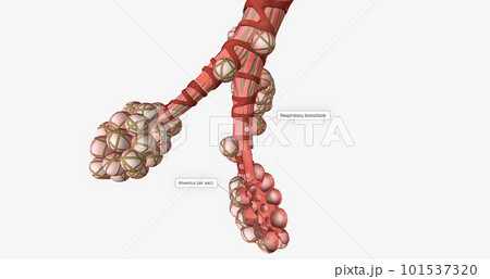 The alveoli are tiny air-filled pockets located in the lungs. 101537320