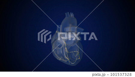 Your heartbeat is controlled by a special network within the walls of your heart called the conduction system. Your heartbeat is controlled by a special network within the walls of your heart called the conduction system. 101537328