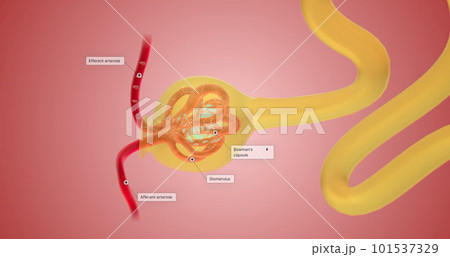 When blood reaches the kidney, the nephron filters it from fluid, red blood cells, platelets, ions, and molecular nutrients. 101537329
