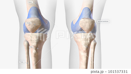 The knee joint contains ligaments, membranes, bursae, and cartilage that stabilize the joint during flexion, extension, and rotation. 101537331