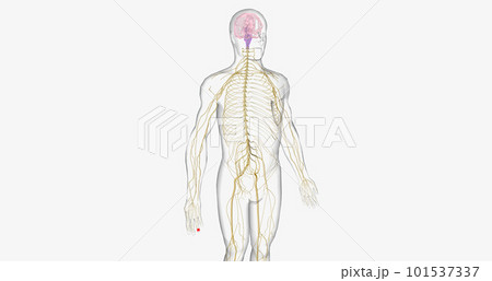 The pain pathway is a route of signals that takes place within the nervous system to perceive, transmit, process, and react to pain. The pain pathway is a route of signals that takes place within the nervous system to perceive, transmit, process, and react to pain. 101537337