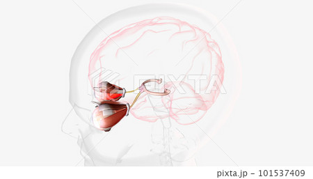 Strabismic Amblyopia, Visual Pathway with Eye Movement 101537409