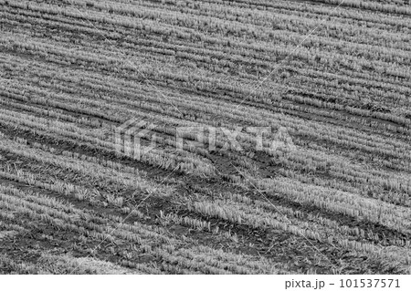 冬の水田をモノクロームで撮る 冬の水田をモノクロームで撮る 101537571