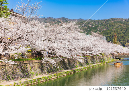 春の京都　岡崎疏水の桜風景 101537640