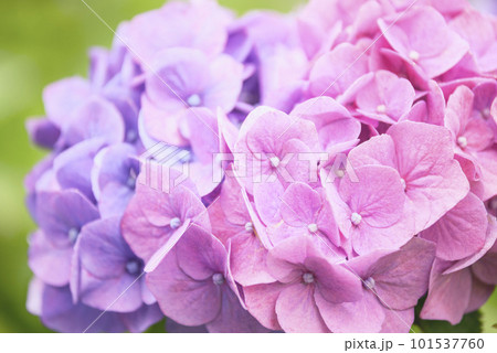 ピンクと紫の紫陽花 【神奈川県 伊勢原市】 ピンクと紫の紫陽花 【神奈川県 伊勢原市】 101537760