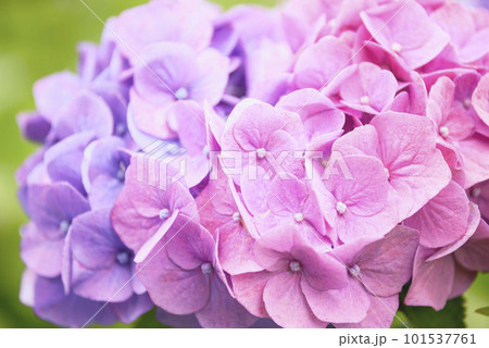 ピンクと紫の紫陽花 【神奈川県 伊勢原市】 101537761
