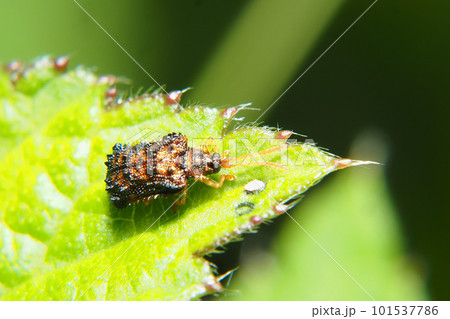 キベリトゲハムシ キベリトゲハムシ 101537786