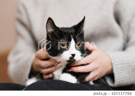 Cute black and white cat is sitting on the lap of the hostess, who is stroking him 101537788
