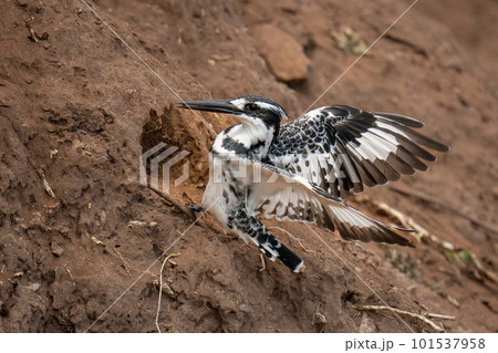 Pied kingfisher hovers near hole in bank 101537958