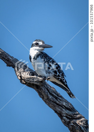 Pied kingfisher on dead branch in sunshine Pied kingfisher on dead branch in sunshine 101537966
