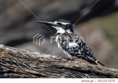 Pied kingfisher on dead branch showing catchlight 101537970