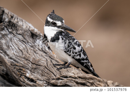 Pied kingfisher on dead log turns head 101537976