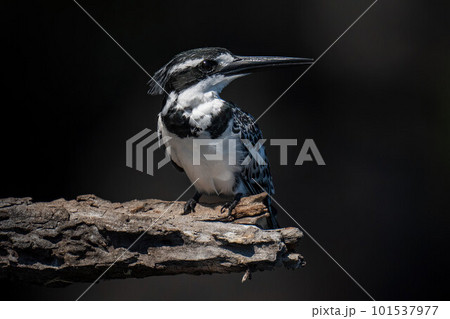 Pied kingfisher on dead log with catchlight 101537977