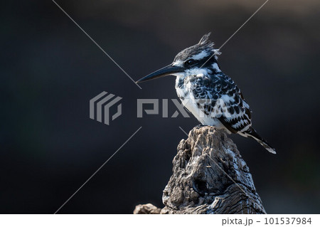 Pied kingfisher on log with dark background 101537984