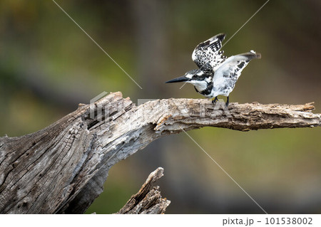Pied kingfisher takes off from tree stump 101538002
