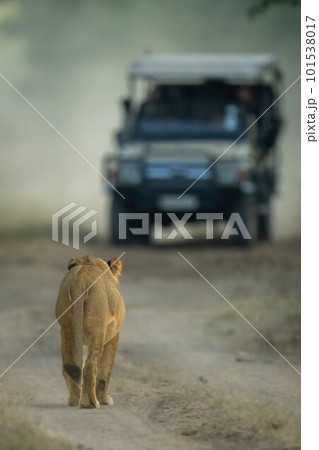 Male lion walking towards jeep on track Male lion walking towards jeep on track 101538017