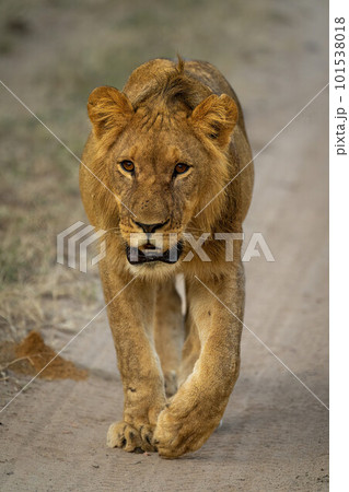 Male lion walks down track towards camera Male lion walks down track towards camera 101538018