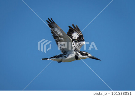Pied kingfisher flies in clear blue sky 101538051