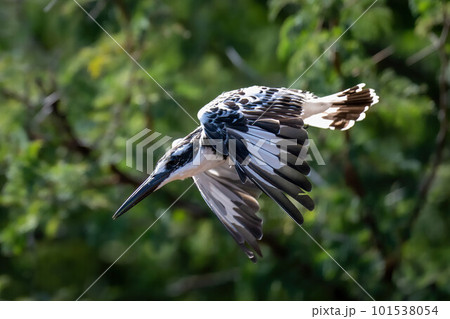 Pied kingfisher flies past bushes in sunshine 101538054