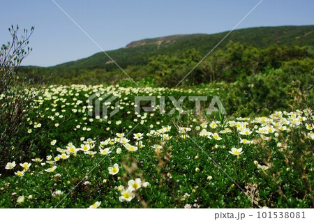 チングルマお花畑と三方荒神山 101538081
