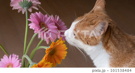 花と猫 茶トラ白 花と猫 茶トラ白 101538484