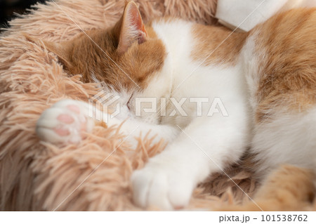 眠る猫　茶トラ白 101538762