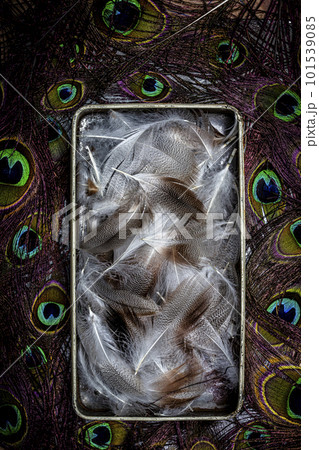 feathers in metal box and peacock feathers feathers in metal box and peacock feathers 101539085