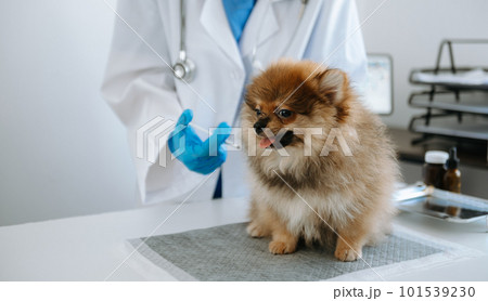 Male veterinarian in work clothes listening to a small dog's breath with phonendoscope.in a veterinary clinic. Male veterinarian in work clothes listening to a small dog's breath with phonendoscope.in a veterinary clinic. 101539230