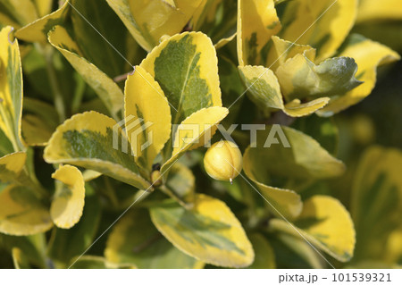 Japanes spindle Aureus Japanes spindle Aureus 101539321