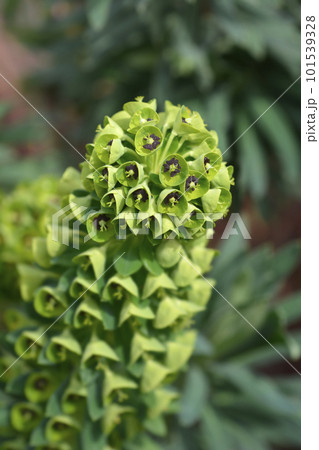 Spurge Black Pearl 101539328