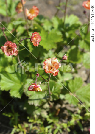 Avens Mango Lassi 101539330