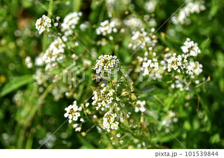 春の野に群生するナズナの白い小花 春の野に群生するナズナの白い小花 101539844